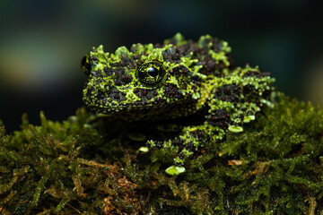 Closeup of a vietnamese mossy frog (Theloderma corticale) on a mossy branch