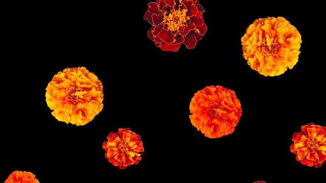 Falling orange marigolds. Day of the Dead transition. Element rendered with alpha channel