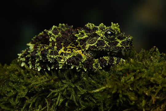 Closeup of a vietnamese mossy frog (Theloderma corticale) on a mossy branch