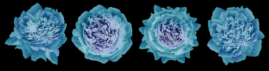 set turquoise peonies  flowers on black  isolated background with clipping path. Closeup. For design. Nature.