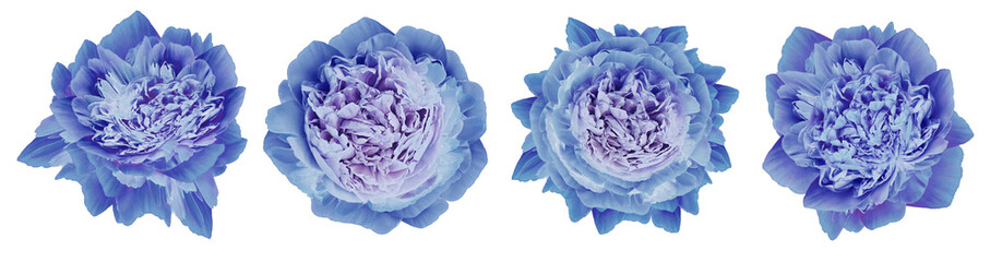set blue peonies  flowers on  white  isolated background with clipping path. Closeup. For design. Nature.