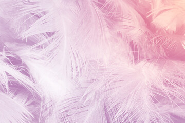 Fototapeta na wymiar Beautiful violet feather texture background, pastel trends color