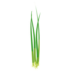 Green onion, natural healthy organic nutrition product, scalion. Vector doodle cartoon flat trendy illustration hand drawn isolated