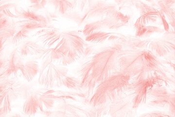 Fototapeta premium Beautiful soft pink feather pattern texture background