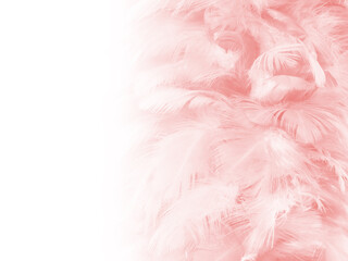 Beautiful soft pink feather pattern texture background with isolated copy space