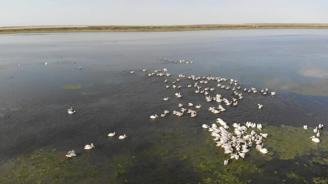 Kalmykia, nature reserve. Pelicans feed on the water.