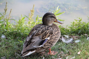 Mallard In The Shade, William Hawrelak Park, Edmonton, Alberta