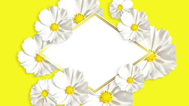 Greeting card with blooming Kosmeya flower. Space for the text