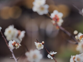 たくさんの梅の花