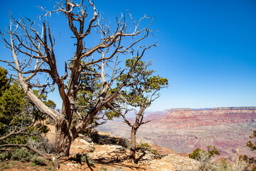 Fototapeta na wymiar Dead trees overlooking the Grand Canyon in Arizona, USA