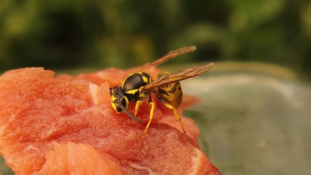 European yellow wasp cutting a piece of fresh meat.
Note how sharp his jaws are, as well as holding a piece and flying with it may outweigh his weight.
Also called German yellowjacket, Yellow hornet