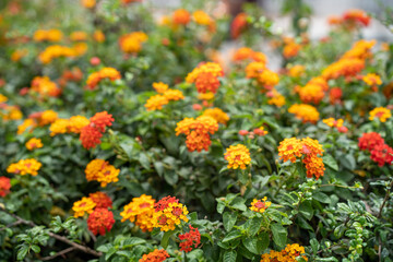 Blossom lantana camara flowers for background.