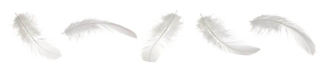 Flying feathers on white background