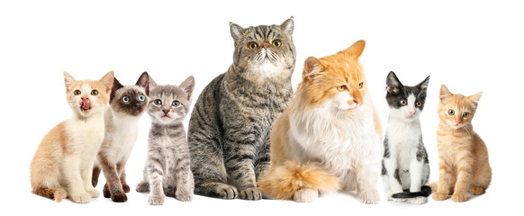 Cute funny cats on white background
