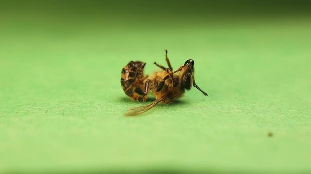 Honey bee is dying due to being poisoned by pesticides sprayed on crops.
Environment pollution.
Dead honeybee on a green background.
Destruction of insects. insect isolated.
entomology.
Apis mellifera