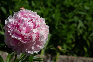 Obraz premium Pink colored bush peony, also called Paeonia suffruticosa