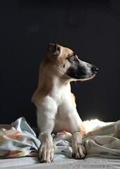 portrait of a dog