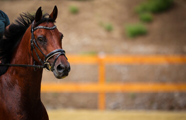Terrified horse head portraits in full parade..