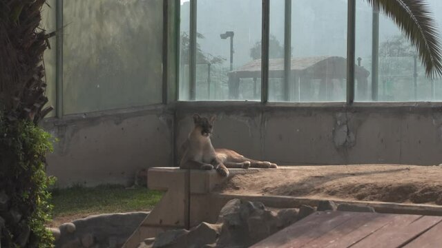 a cougar lying on a concrete wall resting in the Huachipa zoo in the daytime in 4k