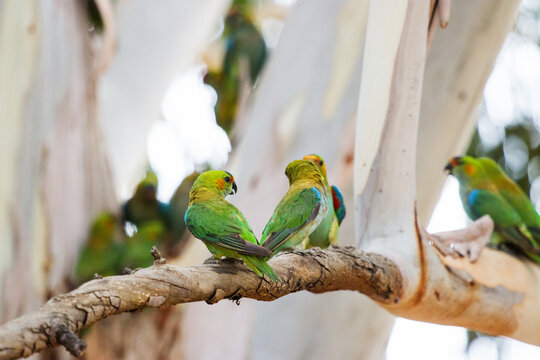 Flock of lorikeets in a gum tree