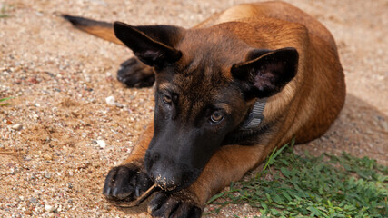 A three-month-old Belgian Malinois puppy dog named Alex lives in Fasty near Białystok in Podlasie, Poland.