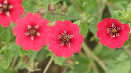 Potentilla atrosanguinea 'Gibson's Scarlet' ou Potentille vivace à petites fleurs en coupe rouge écarlate, centre foncé au sommet de tiges érigées et poilues au feuillage soyeux vert tendre