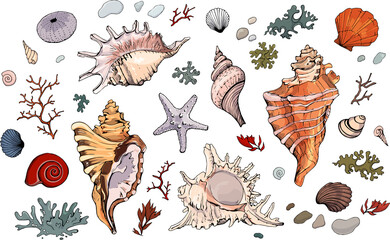 Colored seashells vector set. 
Hand drawn illustration on white background. Collection of realistic sketches. Mollusk sea shells different forms, echinus, sea-urchin, starfish, seaweed, coral, clam. - obrazy, fototapety, plakaty