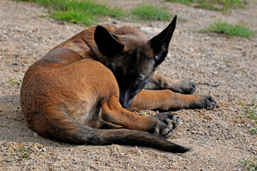 A three-month-old Belgian Malinois puppy dog named Alex lives in Fasty near Białystok in Podlasie, Poland.