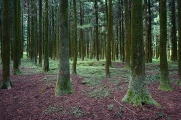 trees in summer forest