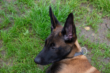 A three-month-old Belgian Malinois puppy dog named Alex lives in Fasty near Białystok in Podlasie, Poland.