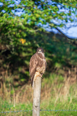Buzzard sitting on a wooden post and looking towards the camera