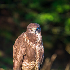 Buzzard portrait looking into the camera