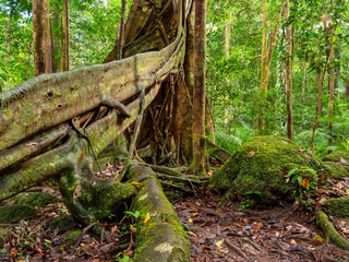 Tropical Rainforest North Queensland