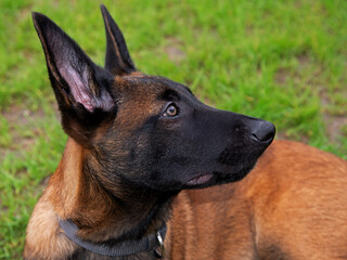 A three-month-old Belgian Malinois puppy dog named Alex lives in Fasty near Białystok in Podlasie, Poland.