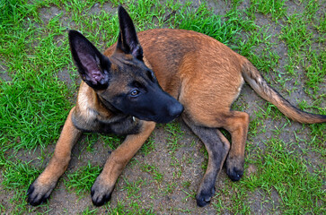 A three-month-old Belgian Malinois puppy dog named Alex lives in Fasty near Białystok in Podlasie, Poland.