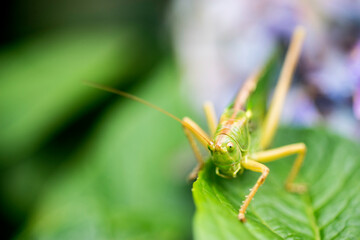 Grasshopper