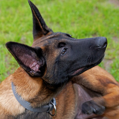 A three-month-old Belgian Malinois puppy dog named Alex lives in Fasty near Białystok in Podlasie,...