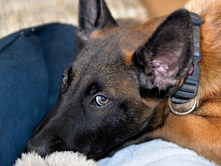 A three-month-old Belgian Malinois puppy dog named Alex lives in Fasty near Białystok in Podlasie, Poland.