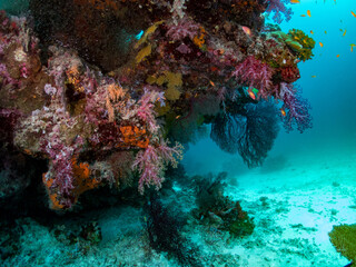 Wall reef on rock with sea fan, soft coral and anthias.