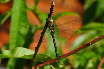 Migrant hawker (Aeshna mixta), family hawker dragonflies (Aeshnidae) in a tree with a red wall as background. Dutch garden, summer, August.
