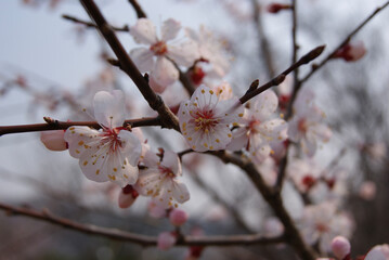 Pink cherry blossoms bloomed on tree branches in Korea spring.