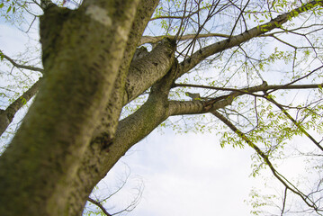 Green sprouts sprout on the branches of trees in spring.