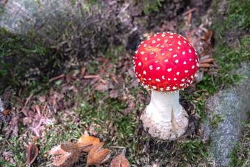 Nature reserve Waterloopbos, Noordoostpolder, Flevoland Province, THe Netherlands