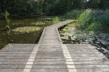 Nature reserve Waterloopbos, Noordoostpolder, Flevoland Province, THe Netherlands
