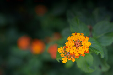 Beautiful orange lantana flowers isolated on a blurred green background;  soft focus, wallpaper with copy space