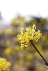 Yellow Sansuyu flowers bloomed in spring, Korea