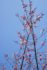 Pink cherry blossoms bloomed on tree branches in Korea spring.