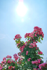 May's blue sky and a pink rose shining in the sun.