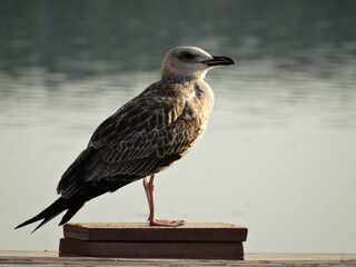 close up Western Gull (Larus occidentalis occidentalis) horizontal shot 