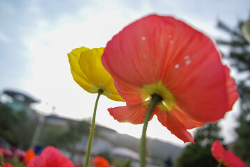 Obraz premium Yellow and red Mohnblumen flowers